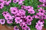 Kapkörbchen - Dimorphotheca pluvialis