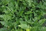 Kammfarn - Dryopteris clintoniana