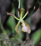 : - Encyclia alata subsp. virella