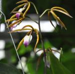 : - Prosthechea brassavolae