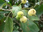 : - Guettarda viburnoides