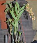 : - Epidendrum polyanthum