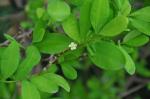 Cocastrauch - Erythroxylum coca