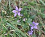 Deutscher Fransenenzian - Gentianella germanica