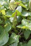 Italienischer Aronstab - Arum italicum