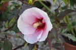 : - Hibiscus moscheutos subsp. palustris