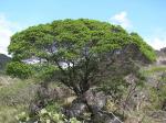 :-Licania sclerophylla