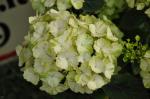 : - Hydrangea macrophylla subsp. serrata