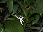 :-Jumellea comorensis