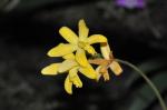 : - Cattleya crispata