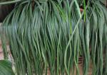 : - Rhipsalis boliviana