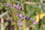 Gewöhnlicher Strandflieder - Limonium vulgare