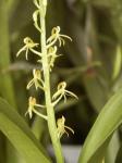 : - Stichorkis reflexa