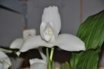 : - Lycaste skinneri