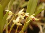 :-Maxillaria punctulata