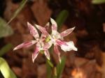 : - Miltonia bluntii
