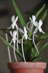 : - Neofinetia falcata