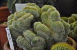 Parodia lenninghausii - Parodia leninghausii
