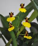 : - Oncidium insigne