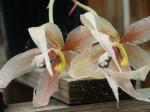 : - Paphinia herrerae