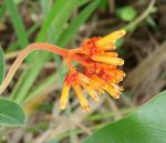 : - Palicourea officinalis