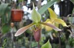 : - Paphiopedilum dayanum