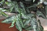 : - Procris repens