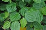 : - Piper stupposum