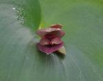 :-Pleurothallis marthae