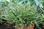 : - Rhipsalis burchellii