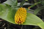 : - Robiquetia cerina