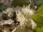 : - Psidium salutare var. pohlianum