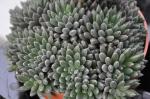 : - Sinocrassula yunnanensis