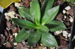 Herbst-Drehwurz - Spiranthes spiralis