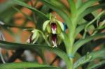 : - Vanda cristata