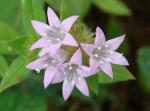 : - Richardia grandiflora