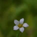 Purgier-Lein - Linum catharticum
