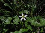 Westlicher Wasserhahnenfuss - Ranunculus omiophyllus