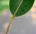 : - Sapium glandulosum
