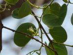 : - Bauhinia racemosa