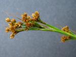 : - Cladium mariscus subsp. jamaicense