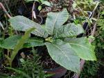 : - Cyanea truncata
