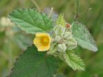 Sandmalve - Sida cordifolia