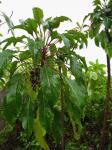 : - Delissea kauaiensis