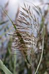 : - Arundo plinii