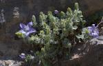 : - Campanula fragilis subsp. cavolinii