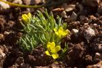 Sichelfrüchtiges Hornköpfchen - Ceratocephala falcata