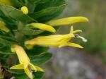: - Siphocampylus imbricatus