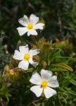 Montpellier-Zistrose - Cistus monspeliensis