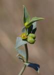 Sichelblättrige Wolfsmilch - Euphorbia falcata